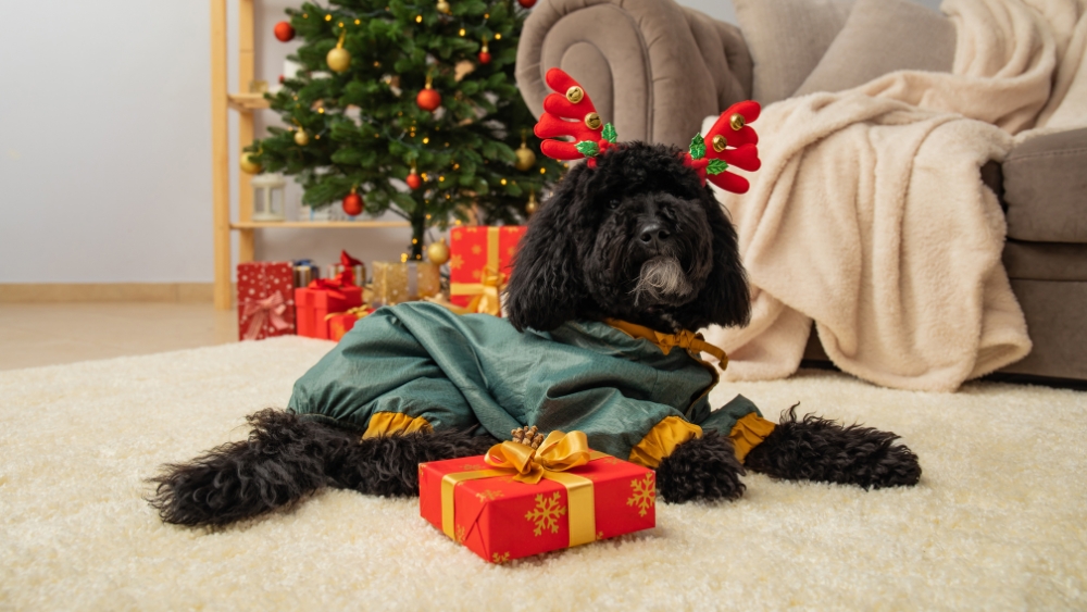 Holiday Carpet Cleaning