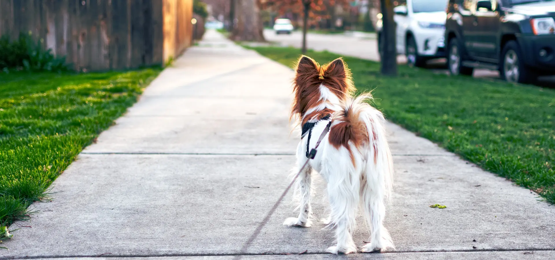Dog Walking